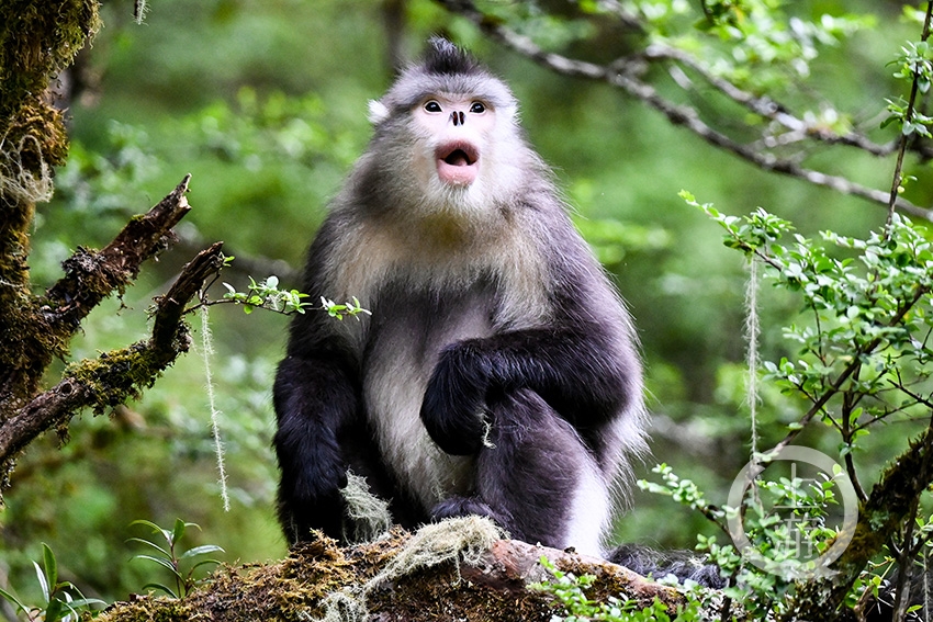 云南的24种珍稀动物图片