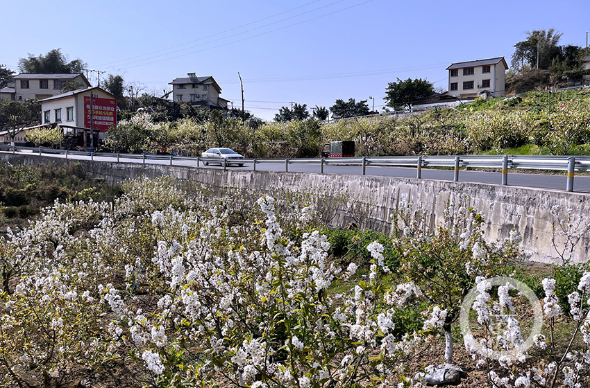 重庆玉峰山樱桃基地图片