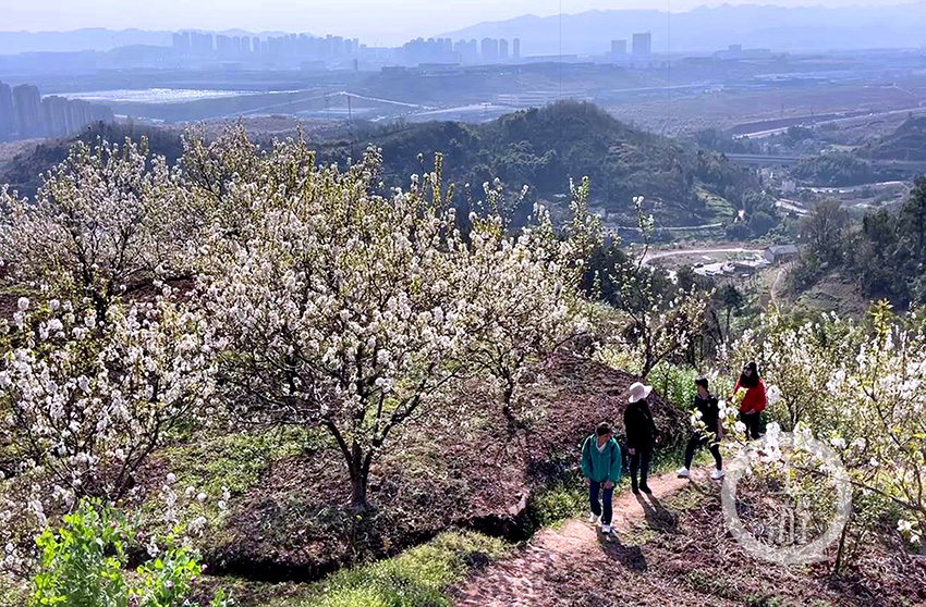 重庆玉峰山樱桃基地图片