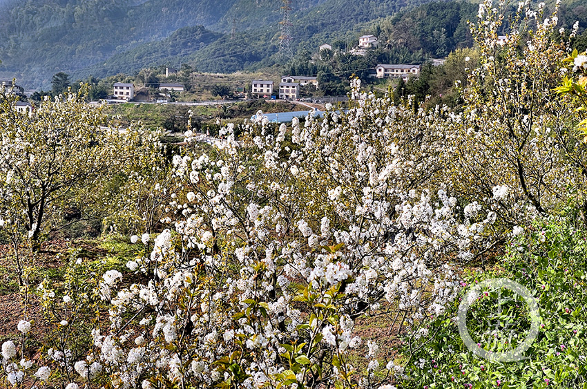 玉峰山樱桃基地图片图片