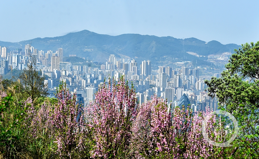 阳春三月,涪陵区江东街道的插旗山公园里,红叶李花,樱花,桃花开得正艳