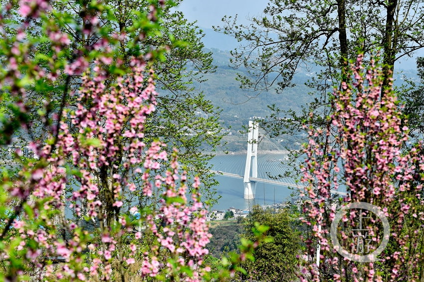阳春三月,涪陵区江东街道的插旗山公园里,红叶李花,樱花,桃花开得正艳