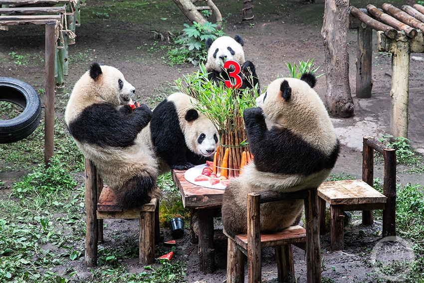 六只大熊猫过生日 