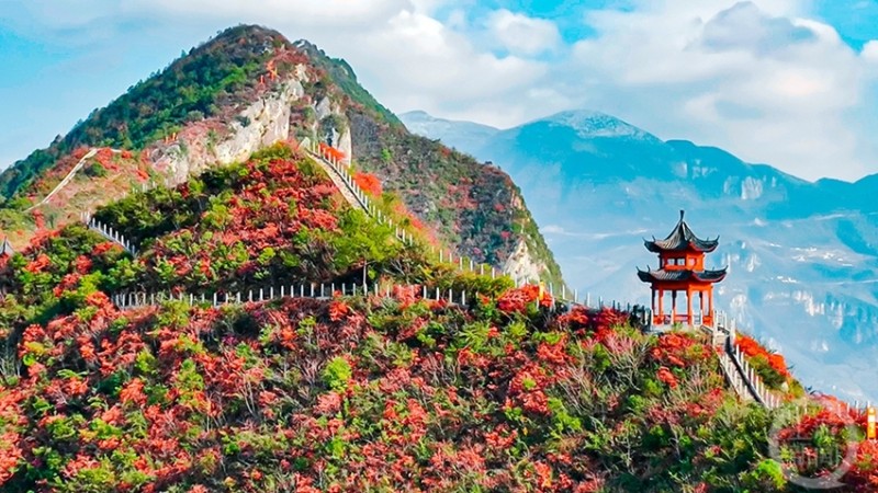 红叶盛宴大雪巫山别样红