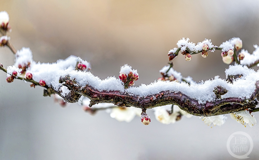 梅雪相映图片图片