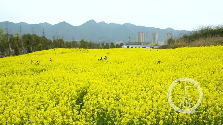 云赏花丨复盛高铁站外油菜花盛开