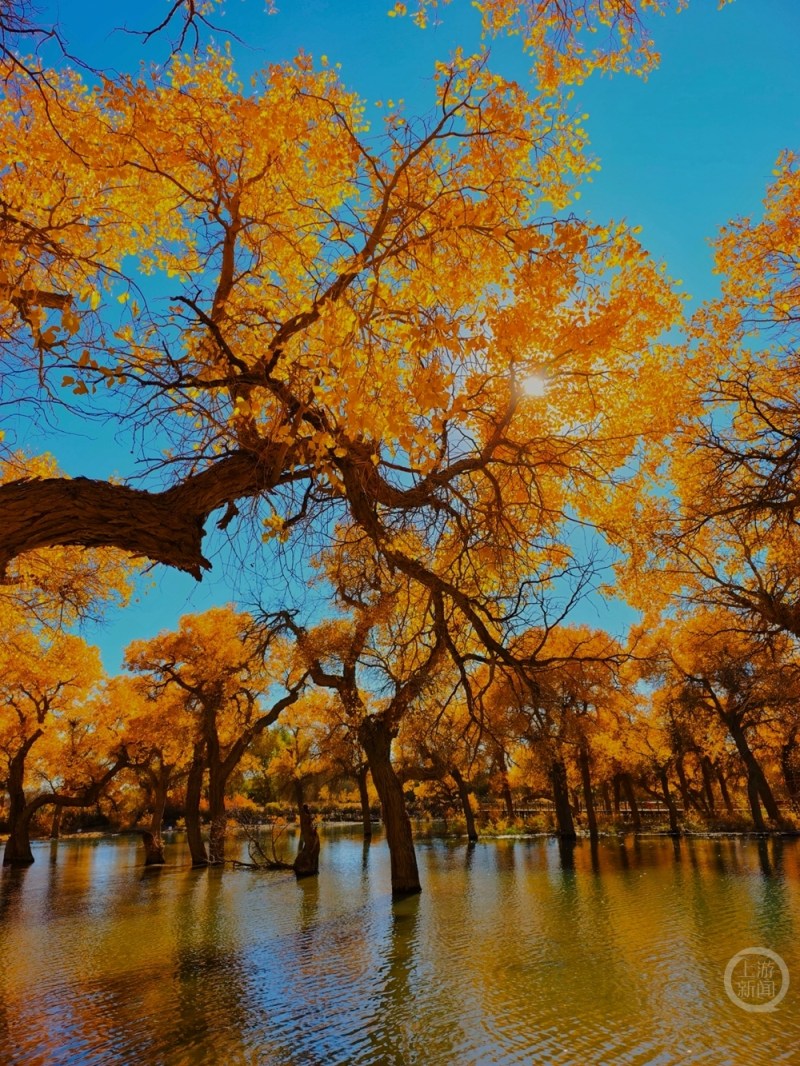 金色秋天风景照片 3dbe42d3cf845705a5928d05cb7844d9.jpg